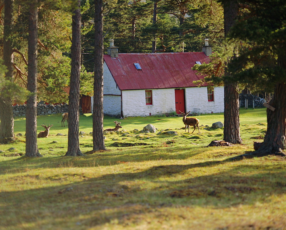 House and deer among trees, the Grampians, Scotland, UK, Europe