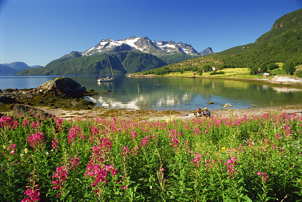 Willowherb beside lake and boat at anchor, Lofoten Islands, Norway, Scandinavia, Europe