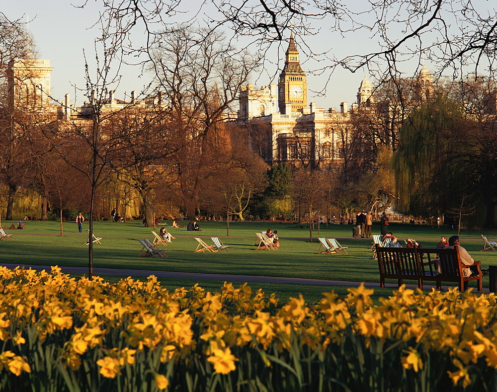 Daffodils in St. James's Park, with Big Ben behind, London, England, United Kingdom, Europe