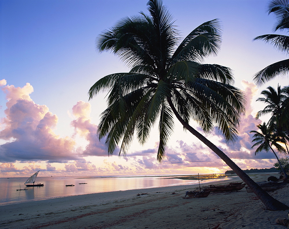 Palm tree on tropical beach, with boats offshore, at dawn, in Tanzania, East Africa, Africa