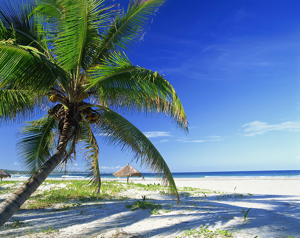 Palm tree and tropical beach on the coast of Mozambique, Africa