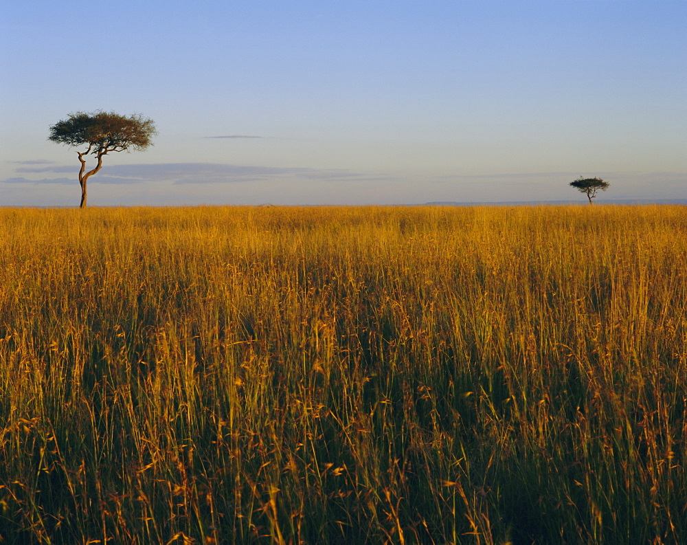 Masai Mara National Reserve, Kenya, East Africa, Africa