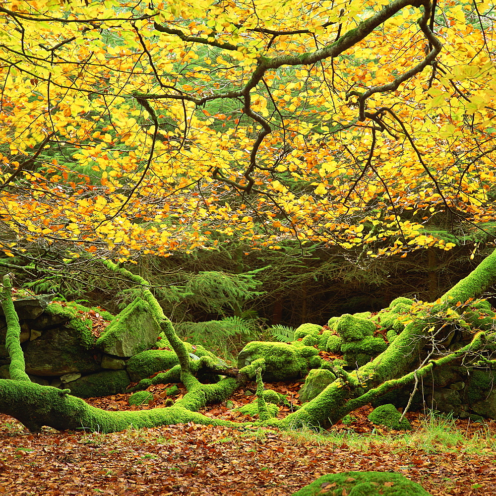 Beech trees and fall foliage, with lichen on fallen branches