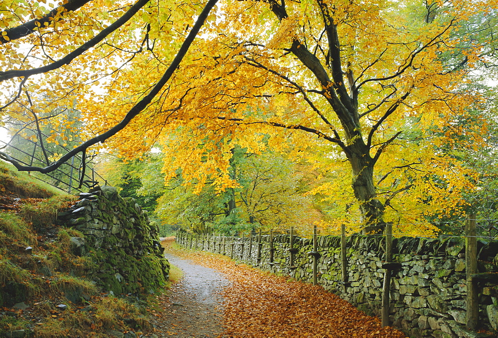 Autumn colours near Grasmere, Lake District National Park, Cumbria, England, UK