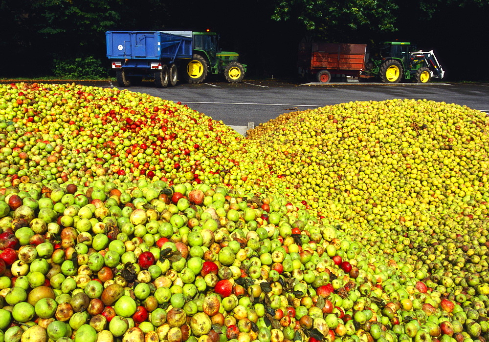 Large Group of Harvested Apples, Positano, Campania, Italy