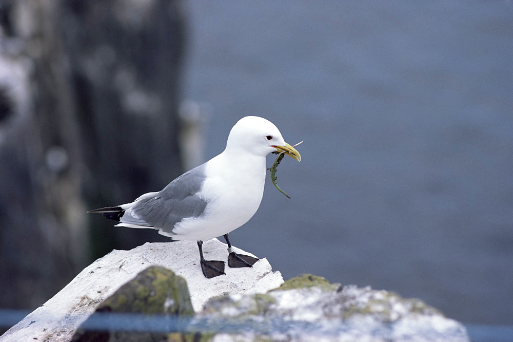 Kittiwake, Pembrokeshire, Wales, United Kingdom, Europe