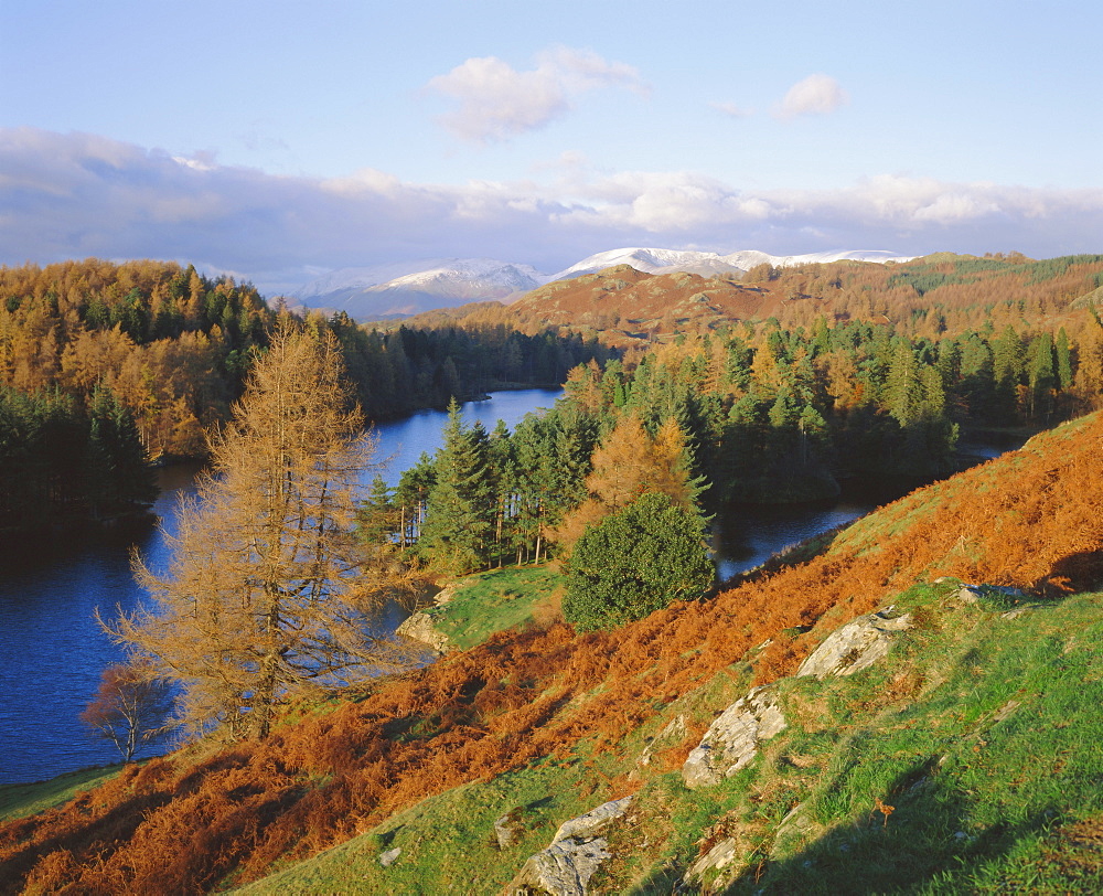 Tarn Hows, Lake District National Park, Cumbria, England, UK