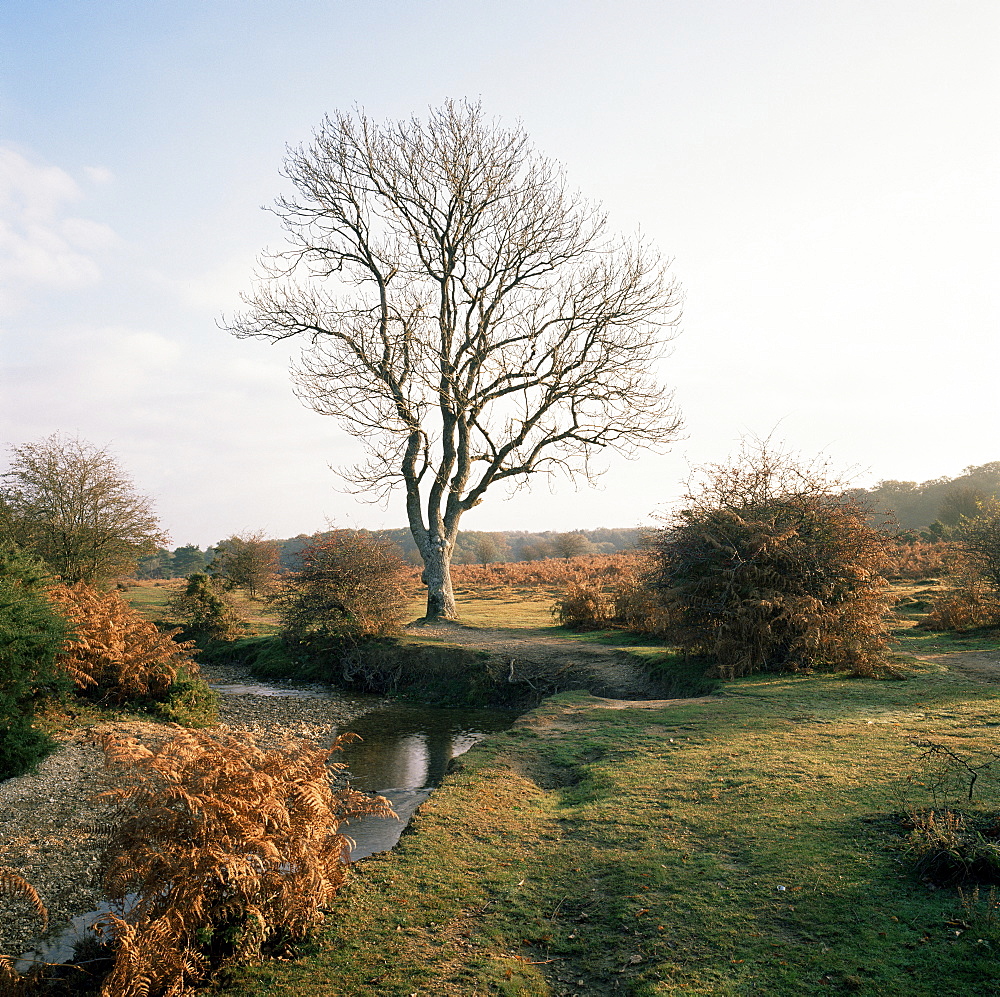 New Forest, Hampshire, England, United Kingdom, Europe