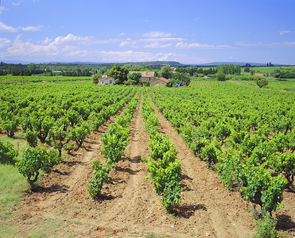 Vineyard near Chateauneuf-du-Pape, Provence, France, Europe