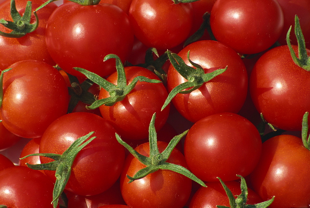 Bright red tomatoes