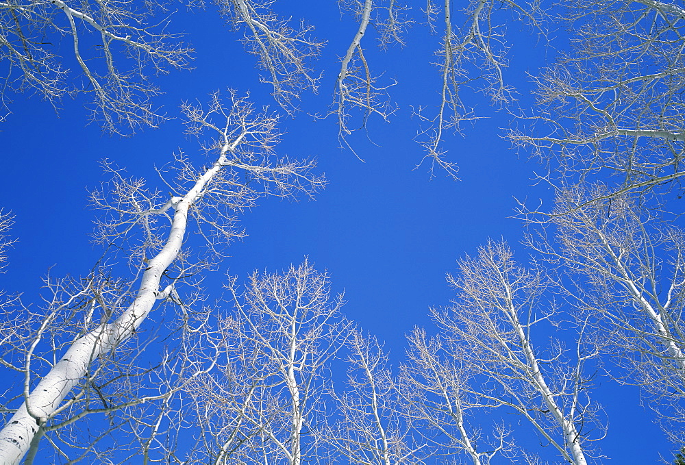 Bare aspen trees against a blue sky in the Dixie National Forest, Utah, United States of America, North America