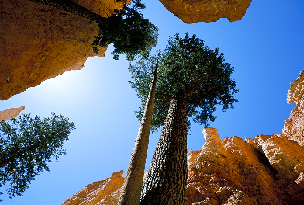 Bryce Canyon National Park, Utah, United States of America, North America