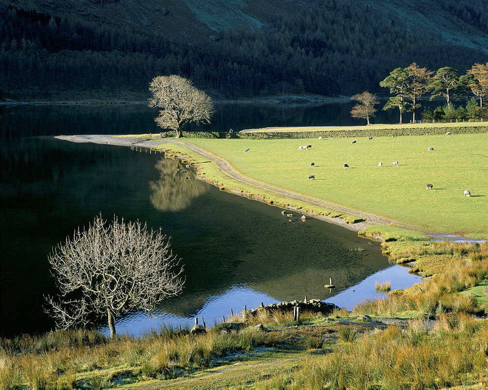 Footpath, Buttermere, Lake District National Park, Cumbria, England, United Kingdom, Europe