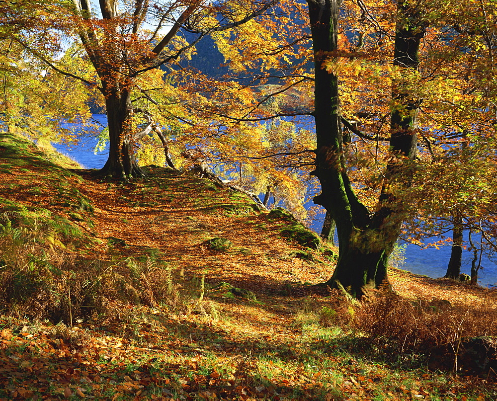 Autumn trees at Ullswater, Lake District National Park, Cumbria, England, United Kingdom, Europe