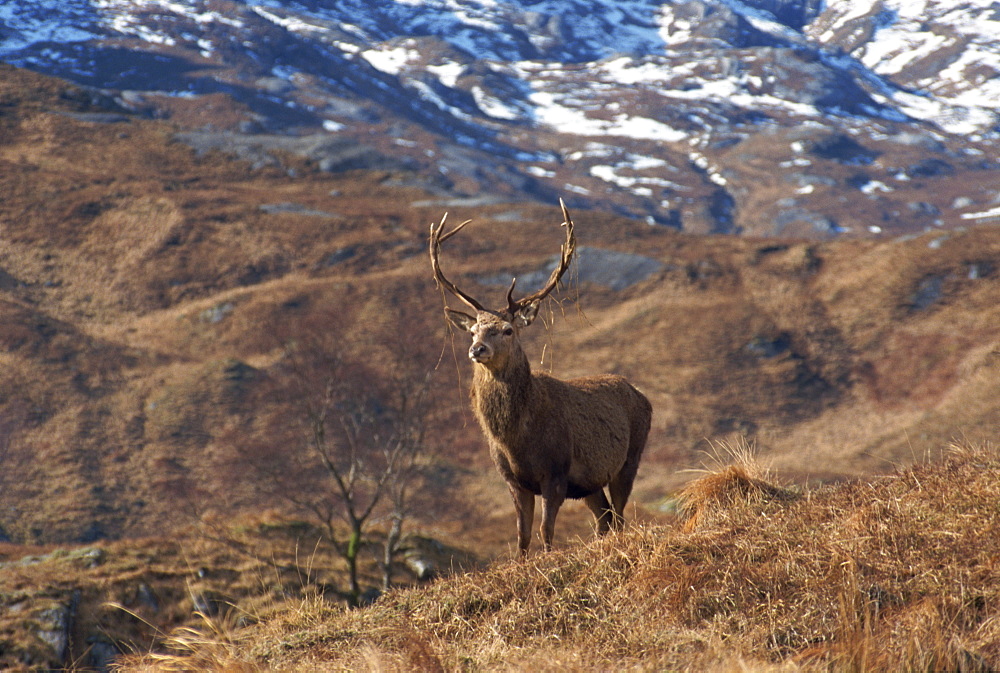 Portrait of a red deer, Highlands, Scotland, United Kingdom, Europe