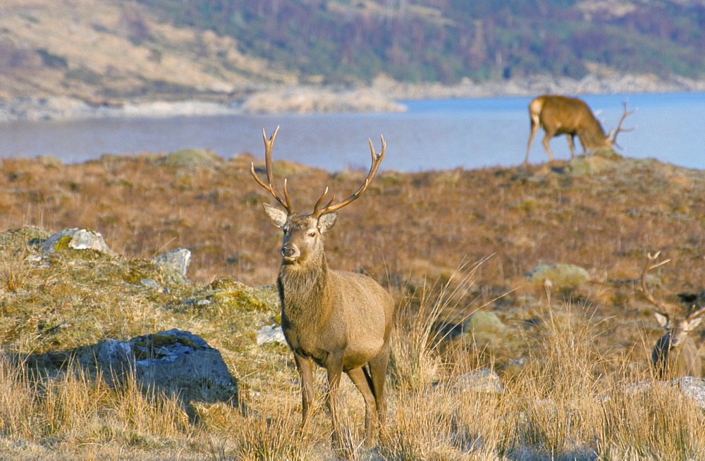 Red deer in the Highlands, Scotland, United Kingdom, Europe