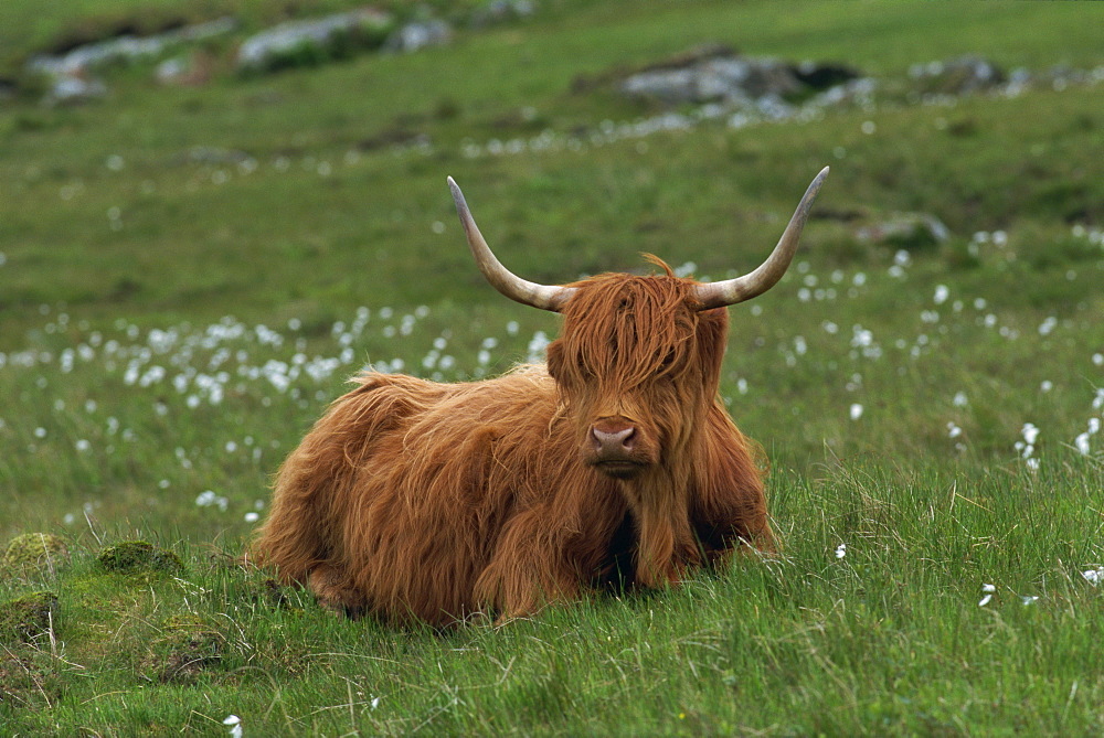 Highland cattle, Isle of Mull, Scotland, United Kingdom, Europe