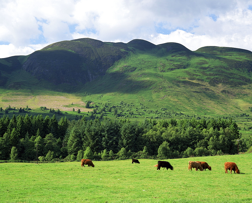 Conic Hill, Stirling, Central Region, Scotland, United Kingdom, Europe