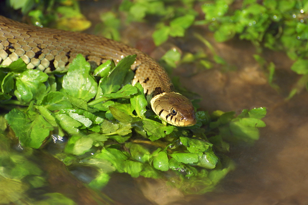 Grass snake in stream, Warwickshire, England, United Kingdom, Europe