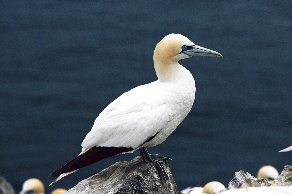 Gannet perched on rock, Bass Rock, East Lothian, Scotland, United Kingdom, Europe