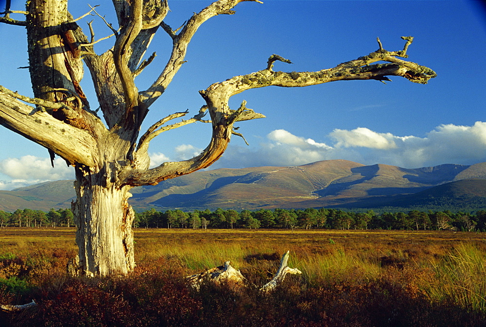 Old and dead Scots pine tree, Cairngorms in background, Highlands, Scotland, United Kingdom, Europe