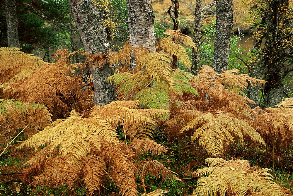 Bracken and birch trees in autumn, Glen Strathfarrar, Highland region, Scotland, United Kingdom, Europe