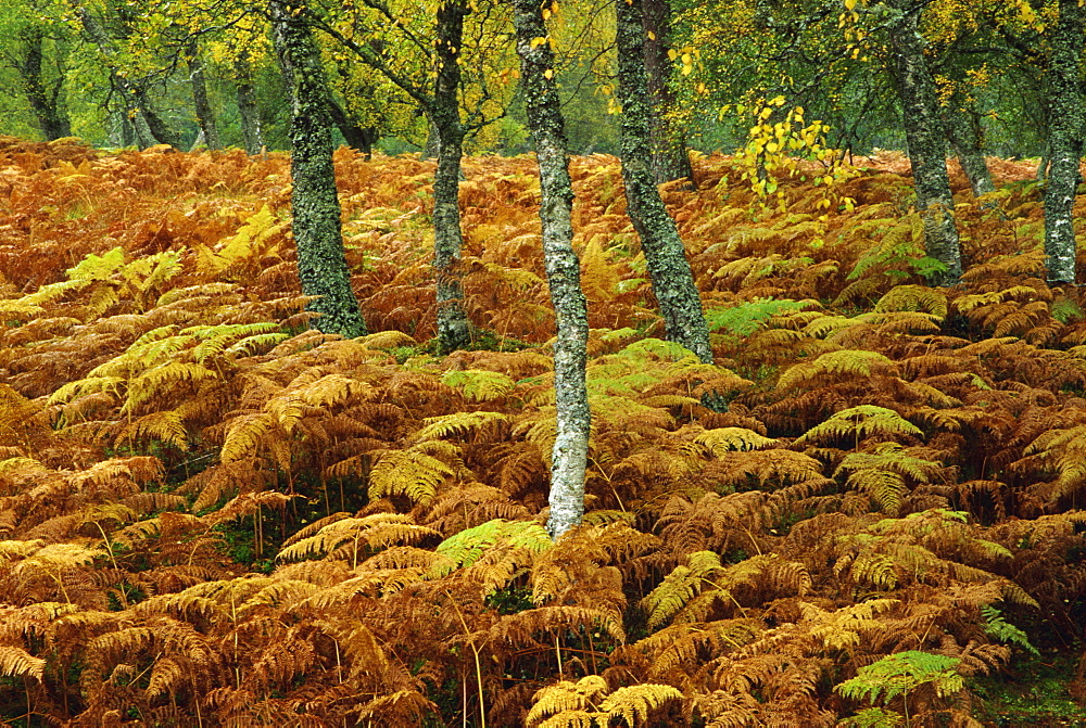 Birch trees and bracken in autumn, Glen Strathfarrar, Highlands, Scotland, United Kingdom, Europe