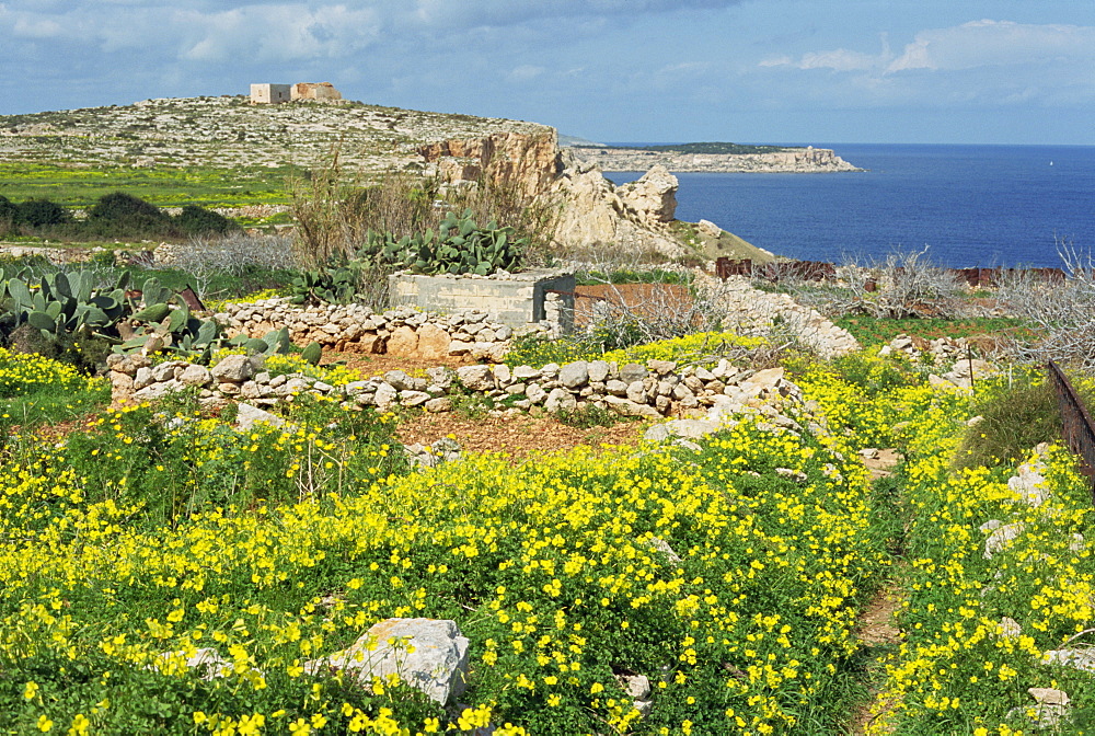 Flowers, in the rocky terrain near Mgiebah Bay, Mediterranean oxalis, Malta, Europe