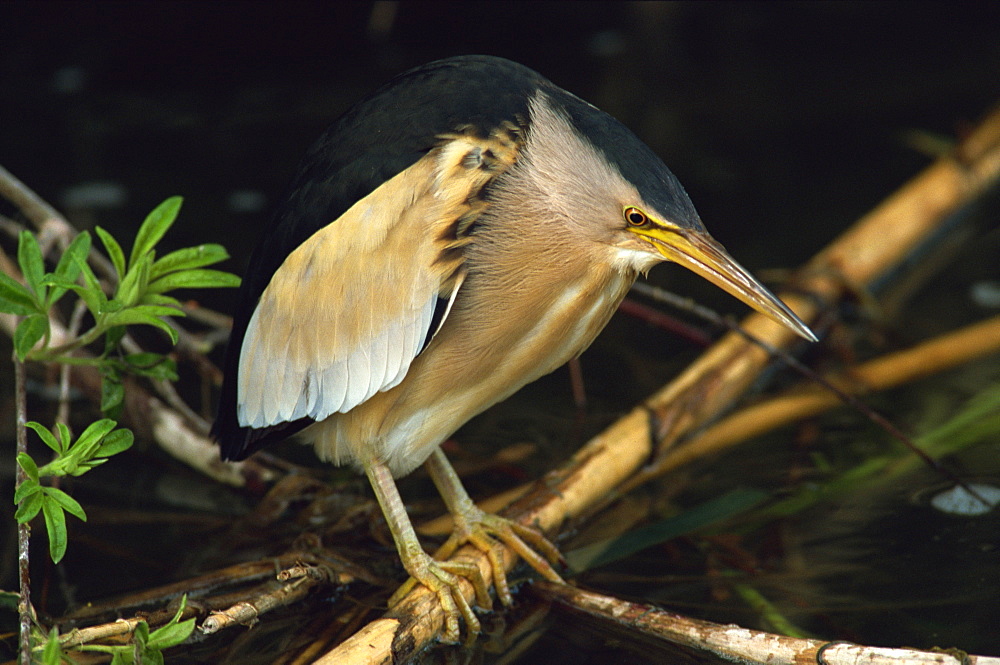 Little bittern, Lesbos Island, Greece, Europe