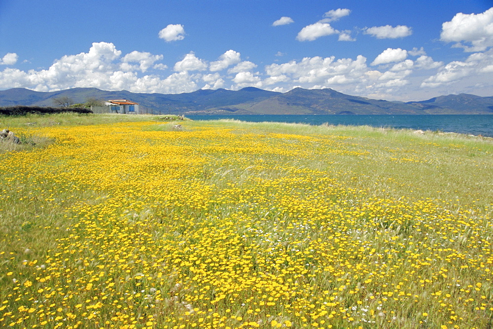 Field of wild flowers in Spring, Lesbos, Eastern Islands, Greece, Europe