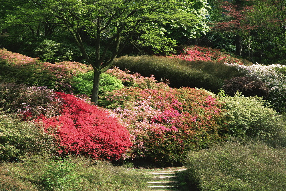 Azaleas in flower, Valley Gardens, Windsor Great Park, Surrey, England, United Kingdom, Europe