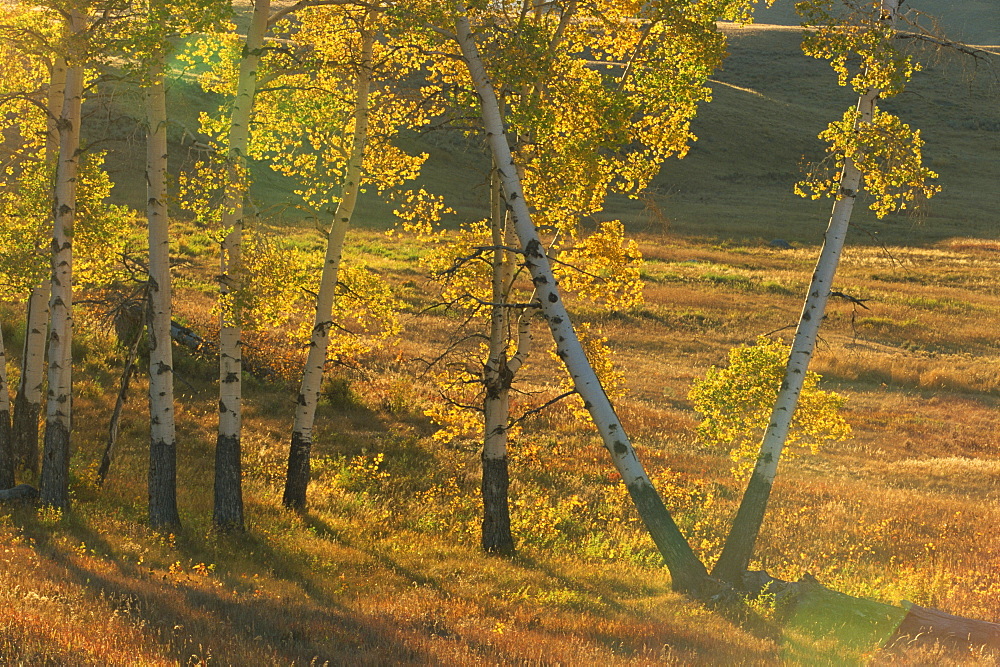 Aspen trees in autumn colours, Yellowstone National Park, UNESCO World Heritage Site, Wyoming, United States of America, North America