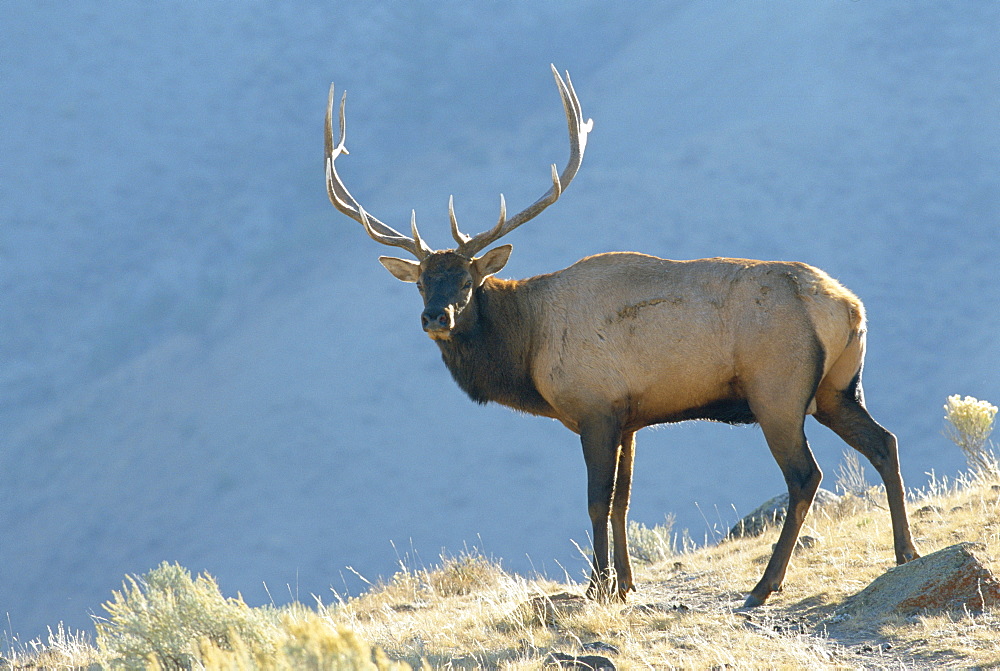 Elk, Yellowstone National Park, Wyoming, USA 