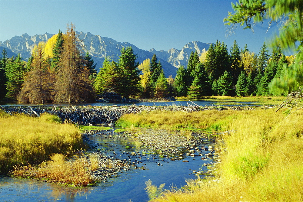 Beaver Pond and Dam with Teton Range, Grand Tetons National Park, Wyoming, United States of America, North America