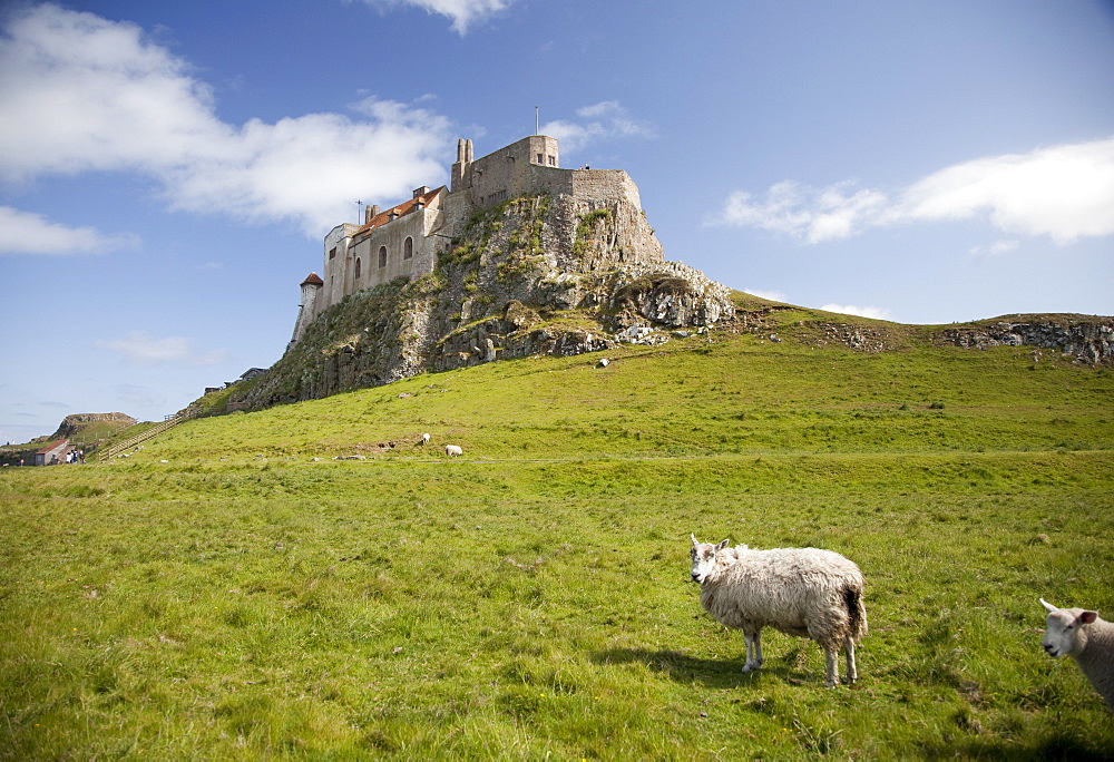 Lindisfarne Castle and sheep, Lindisfarne or Holy Island,  Northumberland, England, United Kingdom, Europe