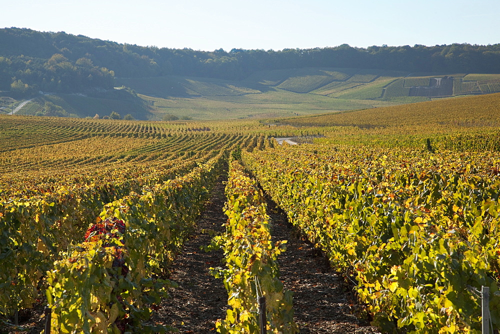 Vineyards near Avize, Champagne-Ardenne, France, Europe