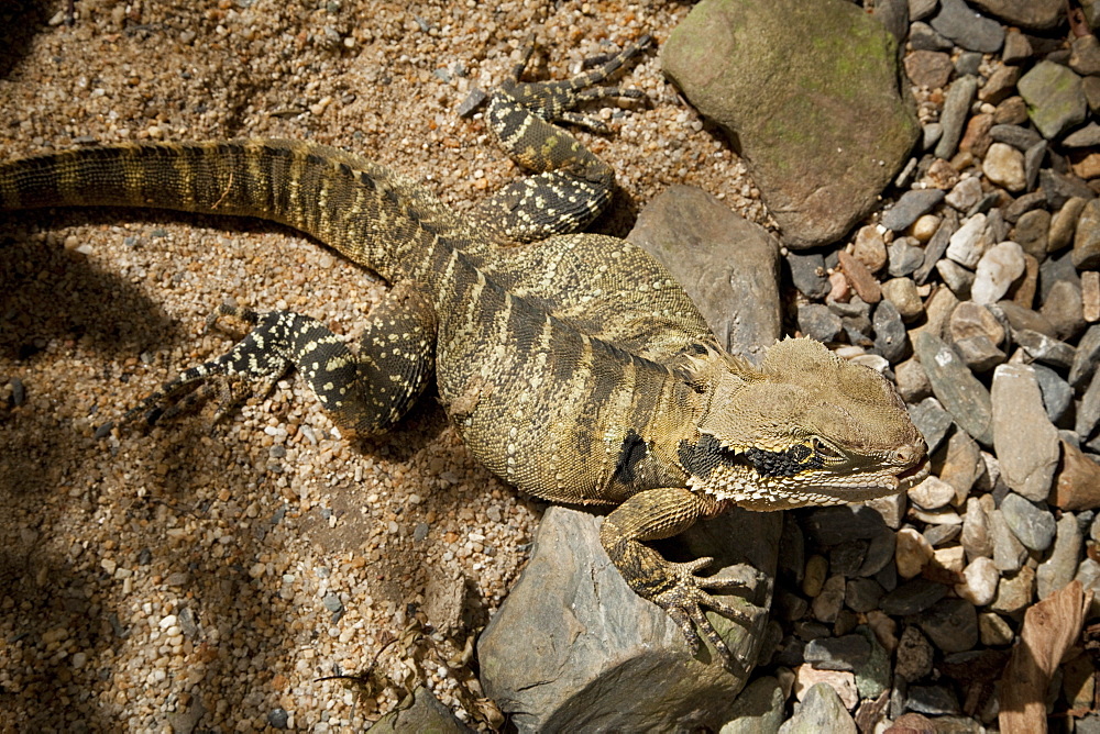 Eastern Water Dragon (Physignathus lesuerii), The Wildlife Habitat, Port Douglas, Queensland, Australia, Pacific