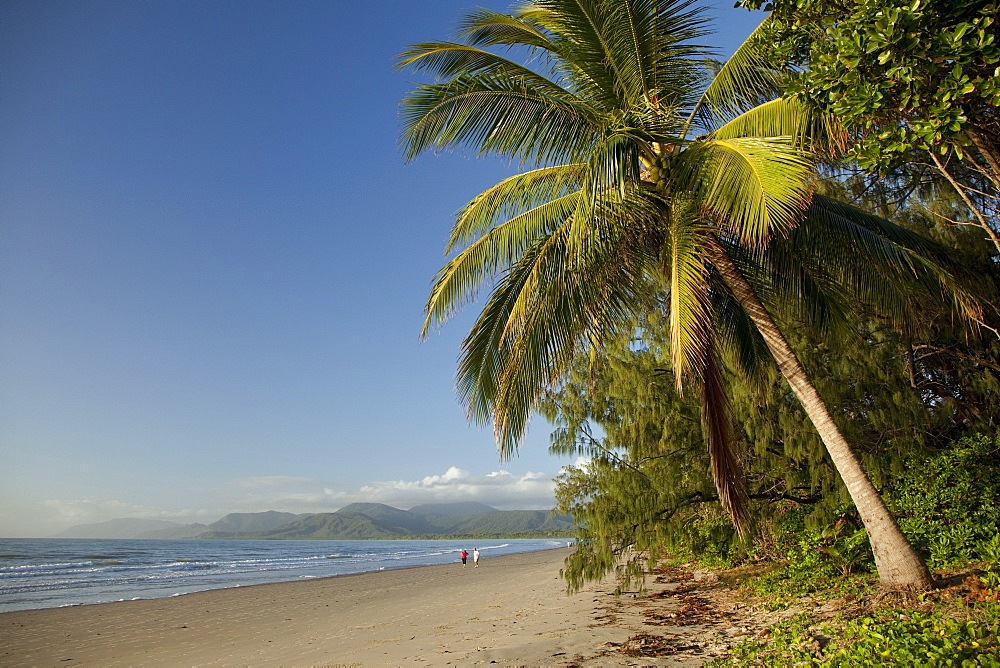 Four Mile Beach with coconut palm trees, Port Douglas, Queensland, Australia, Pacific