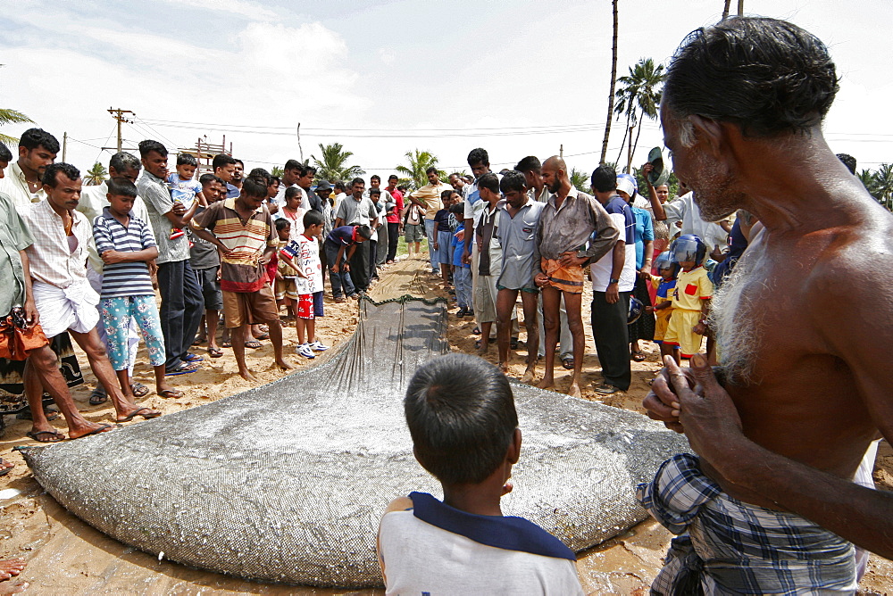 Crowd of men and boys stand around a large net full of fish on beach at Beruwala, Sri Lanka, Asia