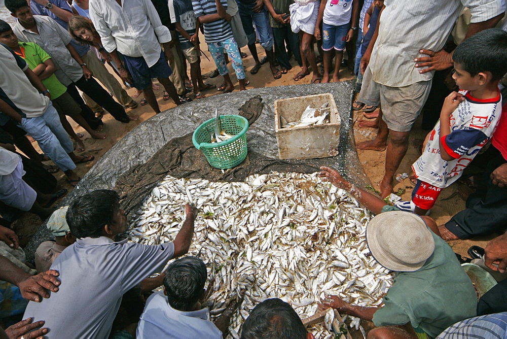 People crowd around auction of fish from a large open net on beach at Beruwala, Sri Lanka, Asia