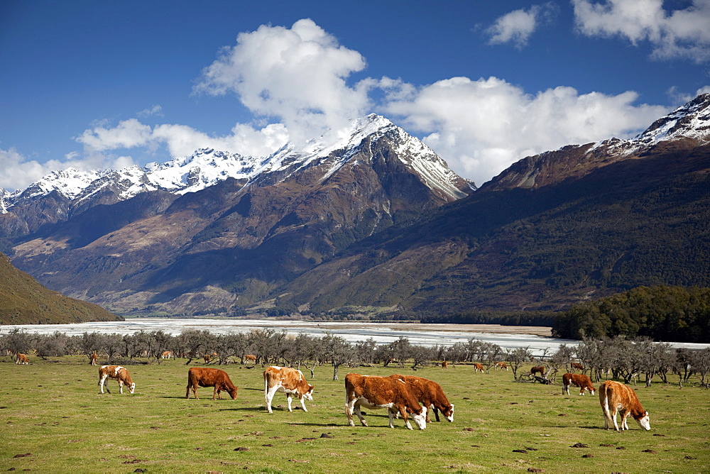 Hereford cattle in Dart River Valley near Glenorchy, Queenstown, South Island, New Zealand, Pacific