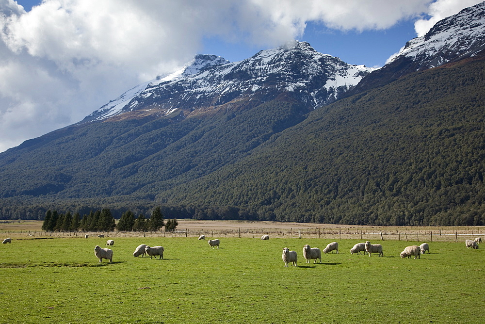 Sheep and mountains near Glenorchy, Queenstown, South Island, New Zealand, Pacific