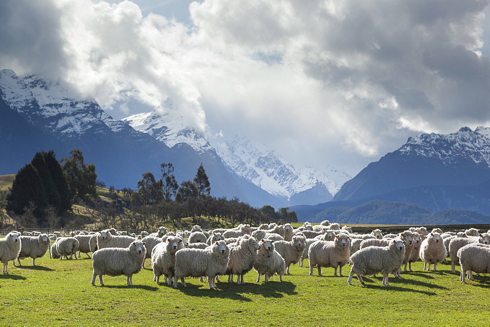 Sheep and mountains near Glenorchy, Queenstown, South Island, New Zealand, Pacific