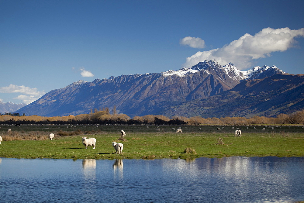 Sheep in Dart River Valley, Glenorchy, Queenstown, South Island, New Zealand, Pacific