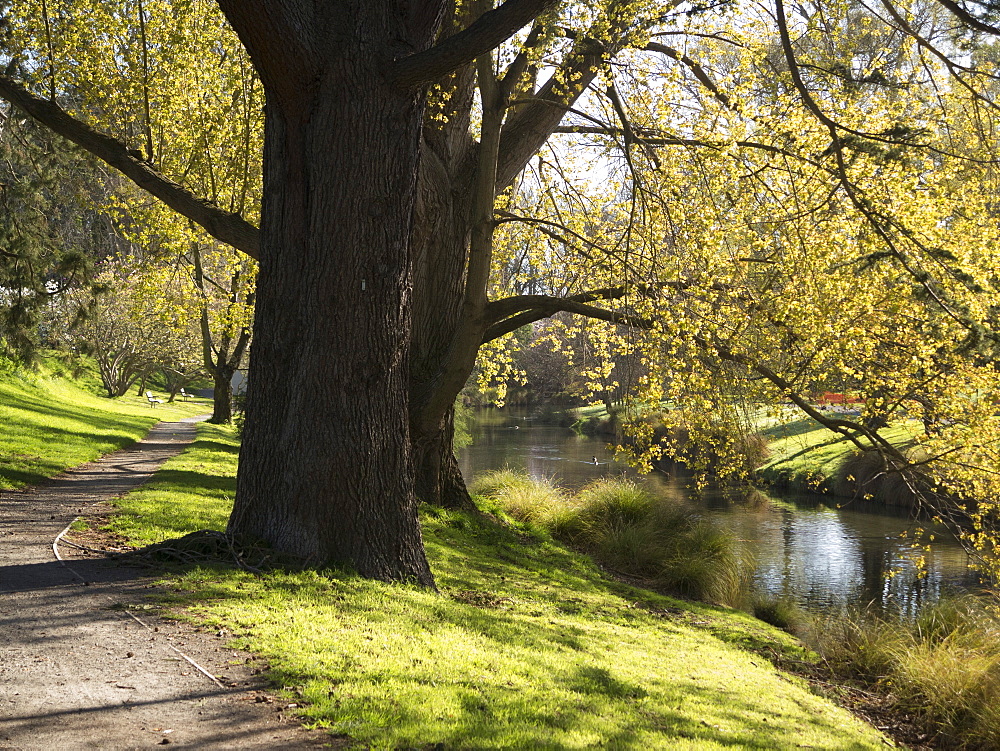 River Avon in Botanic Gardens, Christchurch, Canterbury, South Island, New Zealand, Pacific