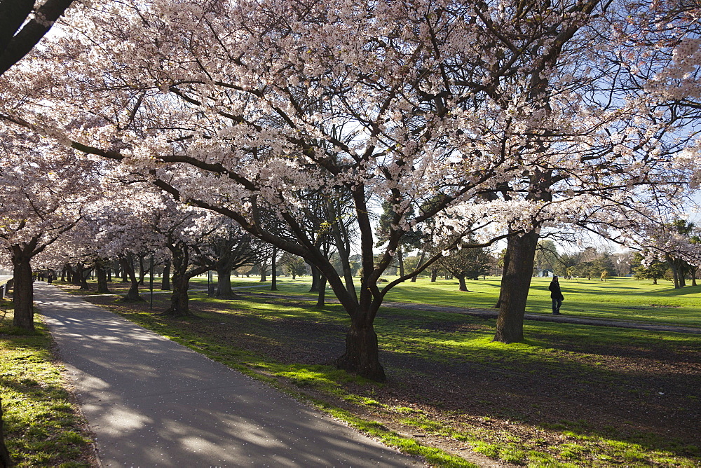 Flowering cherry trees in blossom along Harper Avenue, Hagley Park, Christchurch, Canterbury, South Island, New Zealand, Pacific