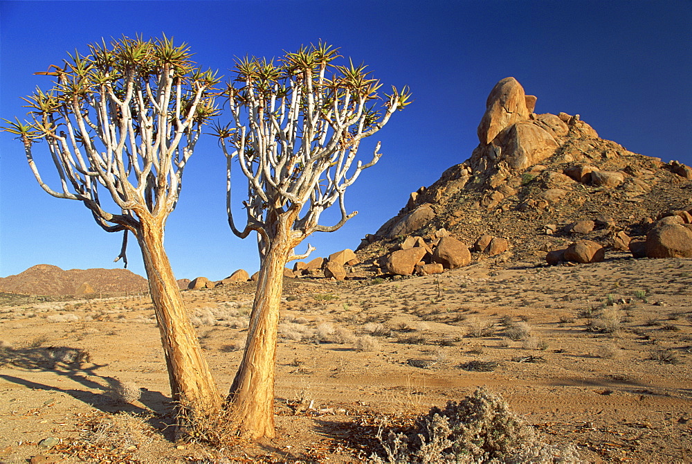 Quiver trees, Richtersveld, north Cape Province, South Africa, Africa