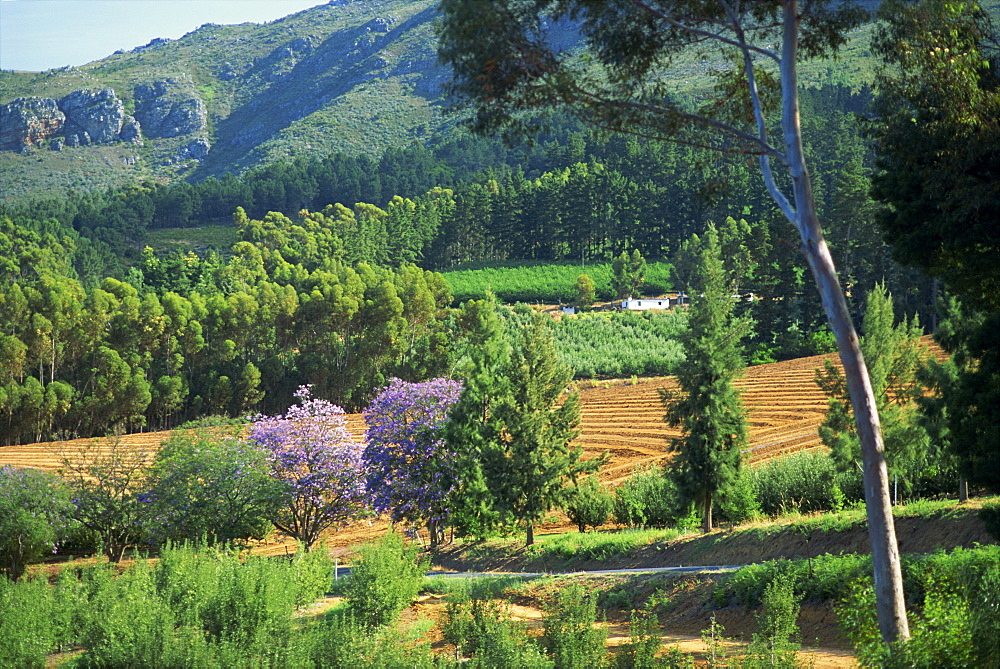 Rural scenic near Stellenbosch, Cape Province, South Africa, Africa