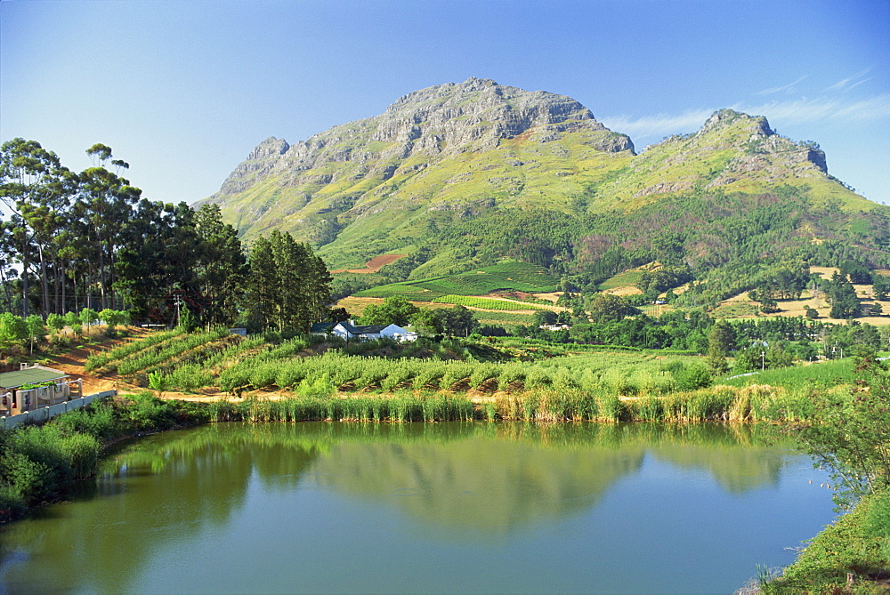 Rural scenic near Stellenbosch, Cape Province, South Africa, Africa