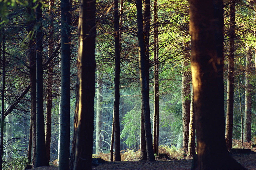 Shady forest scene, New Forest, Hampshire, England, United Kingdom, Europe